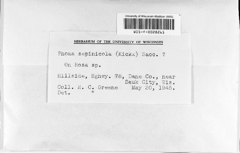 Phoma sepincola image