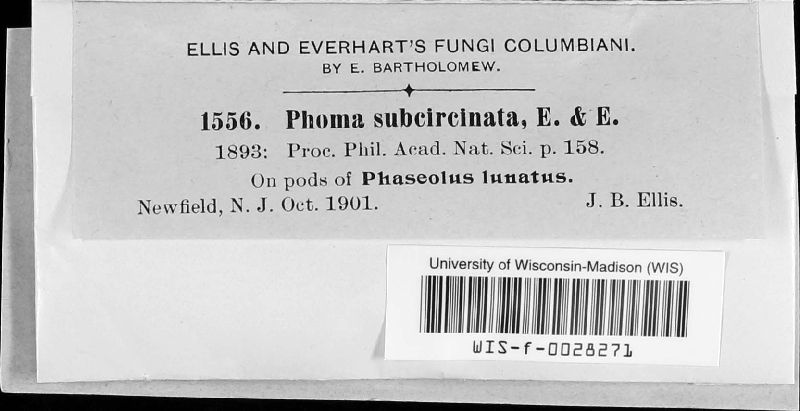 Phoma subcircinata image