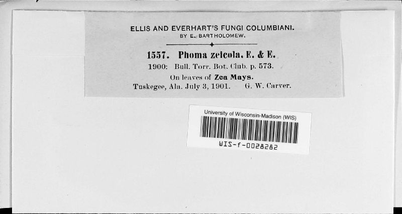 Phoma zeicola image