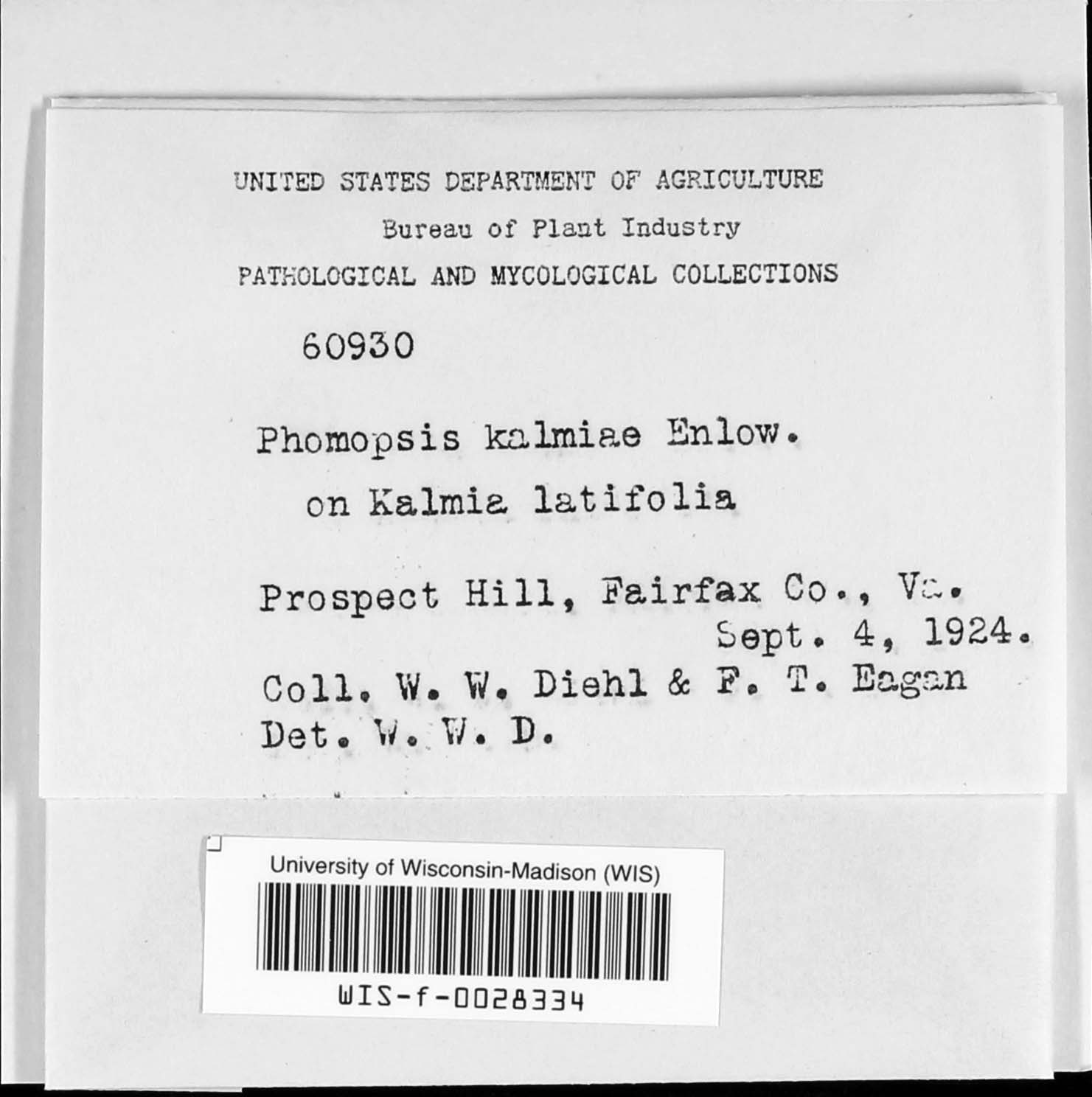 Phomopsis kalmiae image