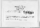 Phragmidium ivesiae image