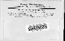 Phragmidium occidentale image