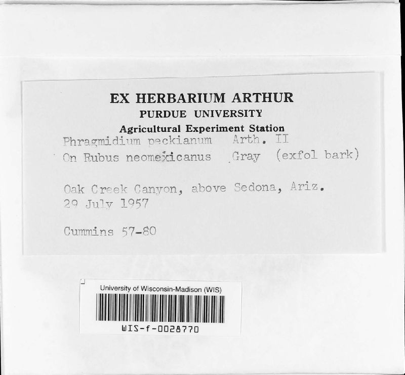 Phragmidium peckianum image