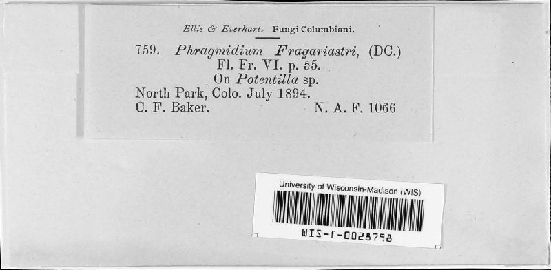 Phragmidium fragariastri image