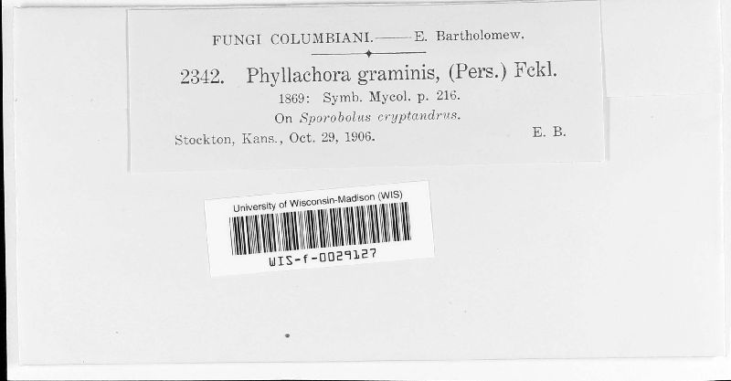 Phyllachoraceae image