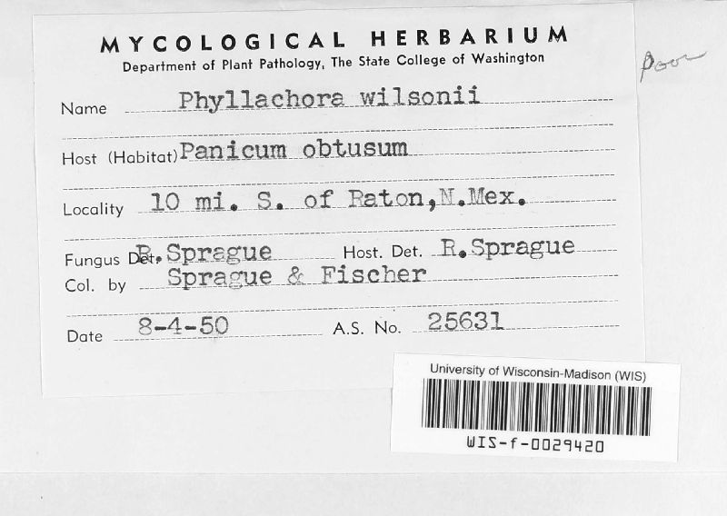 Phyllachora image
