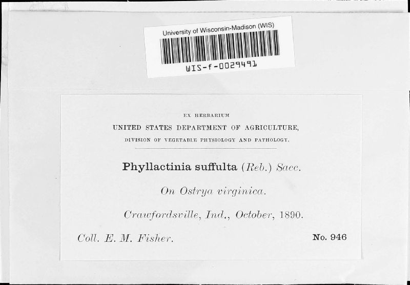 Phyllactinia image