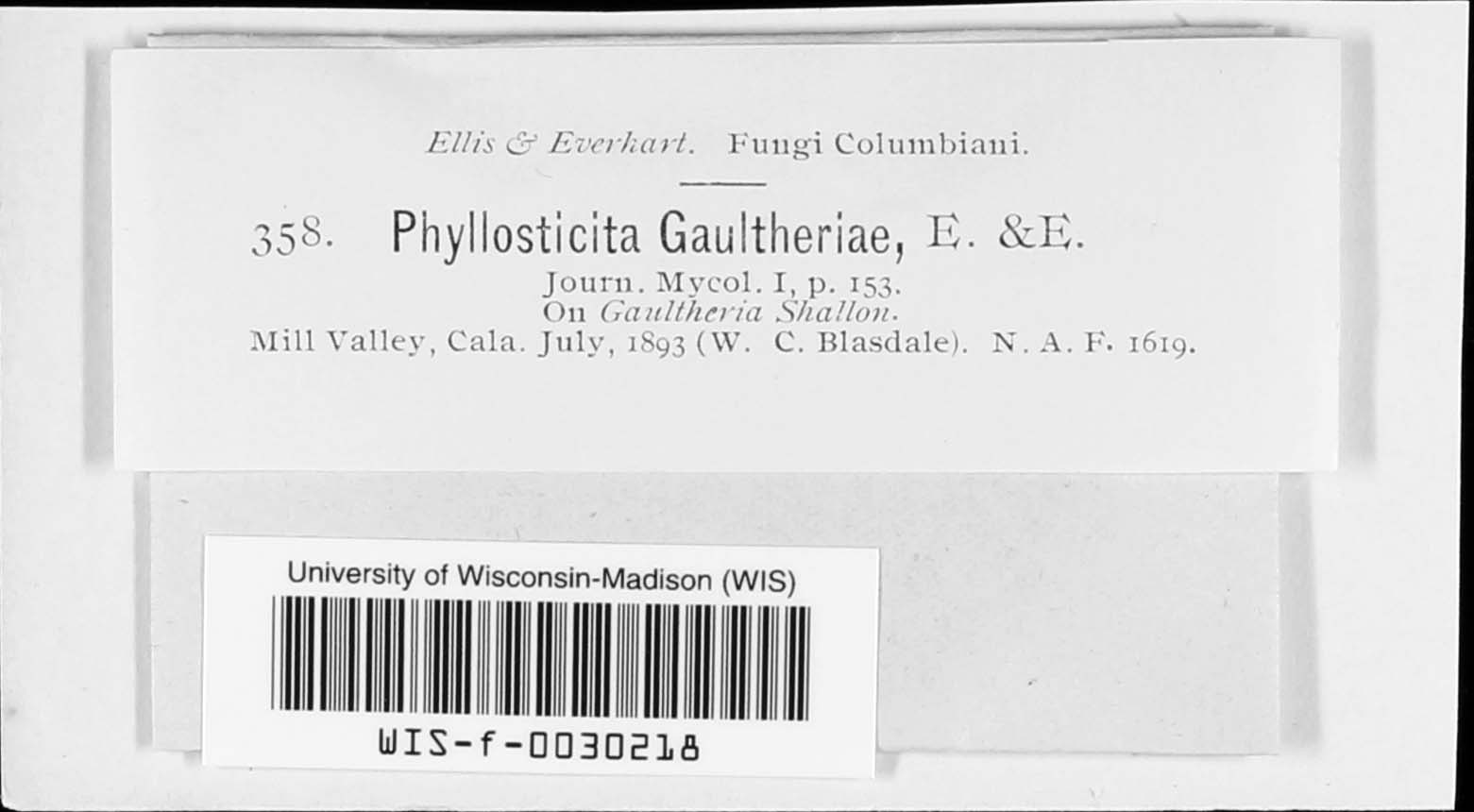 Phyllosticta gaultheriae image