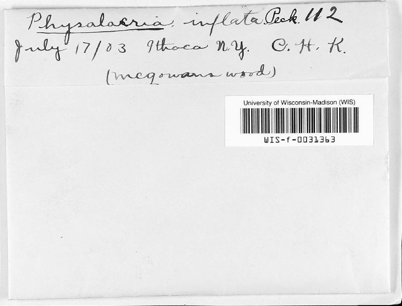 Physalacriaceae image