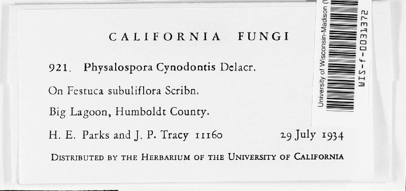 Physalospora cynodontis image