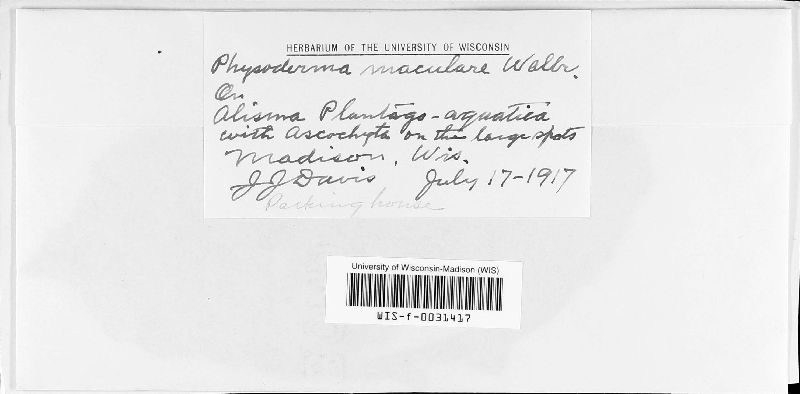 Physoderma maculare image