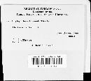Image of Phytophthora