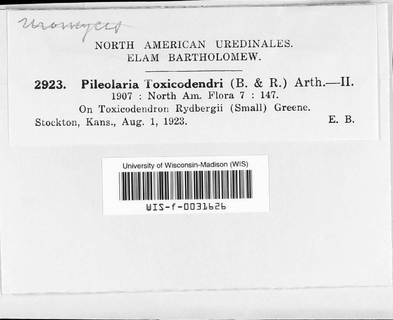 Pileolaria image
