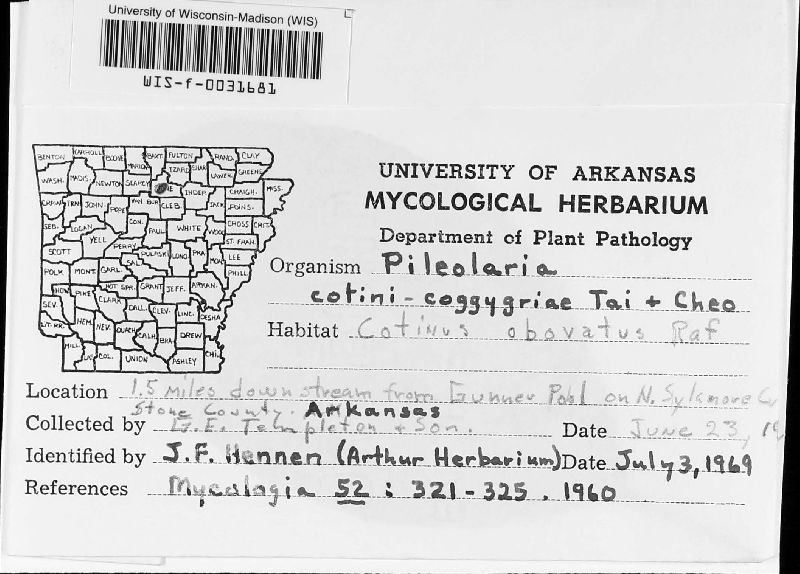 Pileolaria cotini-coggygriae image