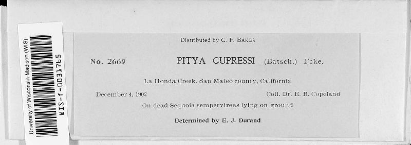 Pithya cupressi image
