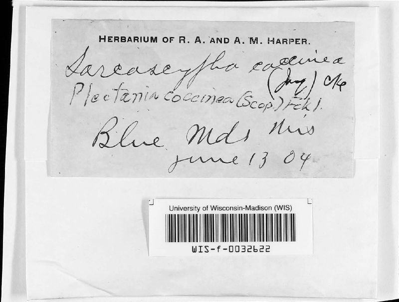 Sarcosomataceae image