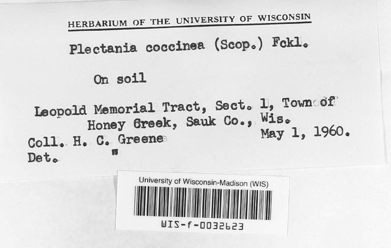 Sarcosomataceae image