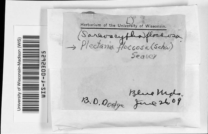 Plectania floccosa image