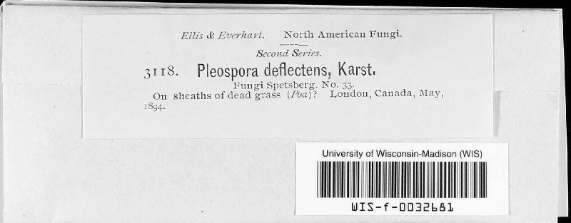 Pleospora deflectans image