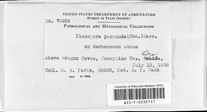 Pleospora image