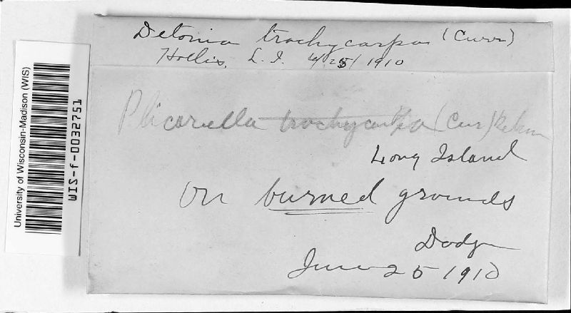 Plicariella image