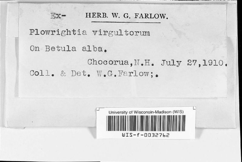 Plowrightia virgultorum image