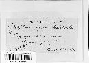 Podosphaera oxyacanthae image