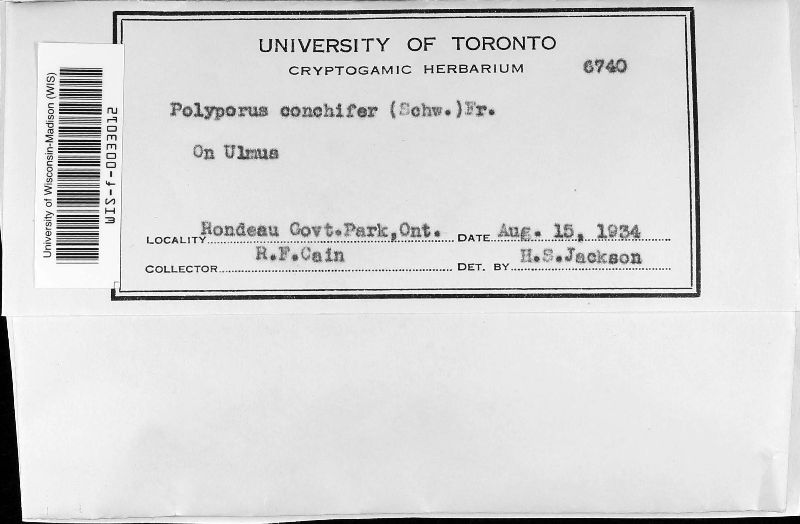 Polyporus conchifer image