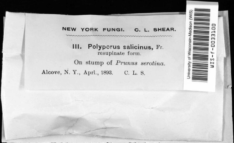 Polyporus salignus image