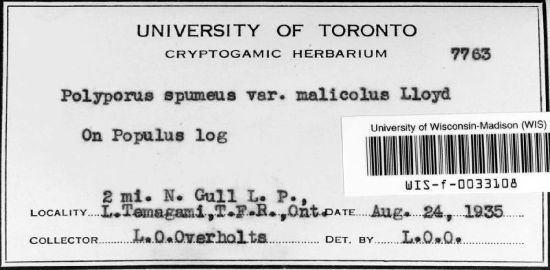 Polyporus spumeus var. malicola image