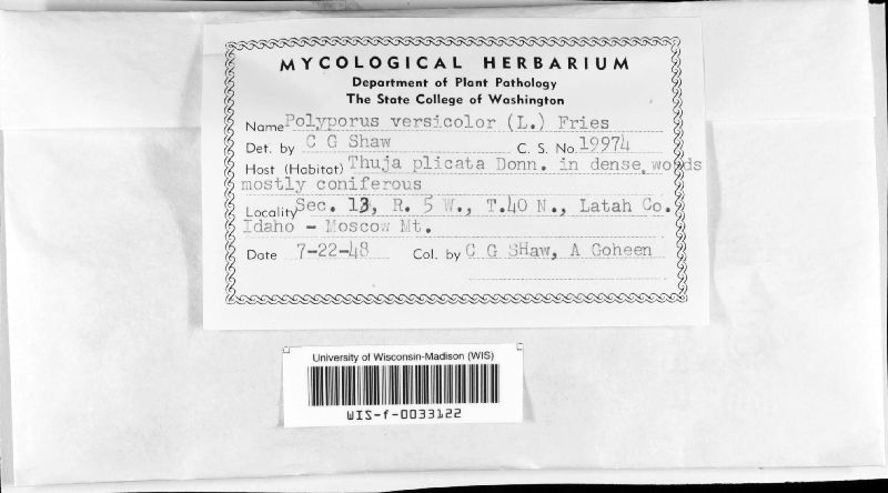 Polyporus versicolor image