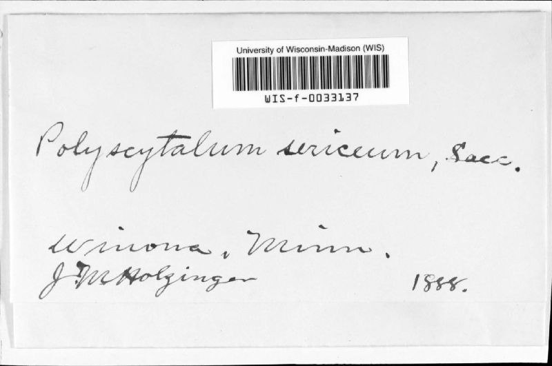 Polyscytalum image