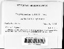 Polythrincium trifolii image