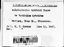Polythrincium trifolii image