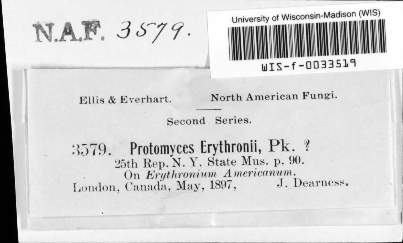 Protomyces erythronii image