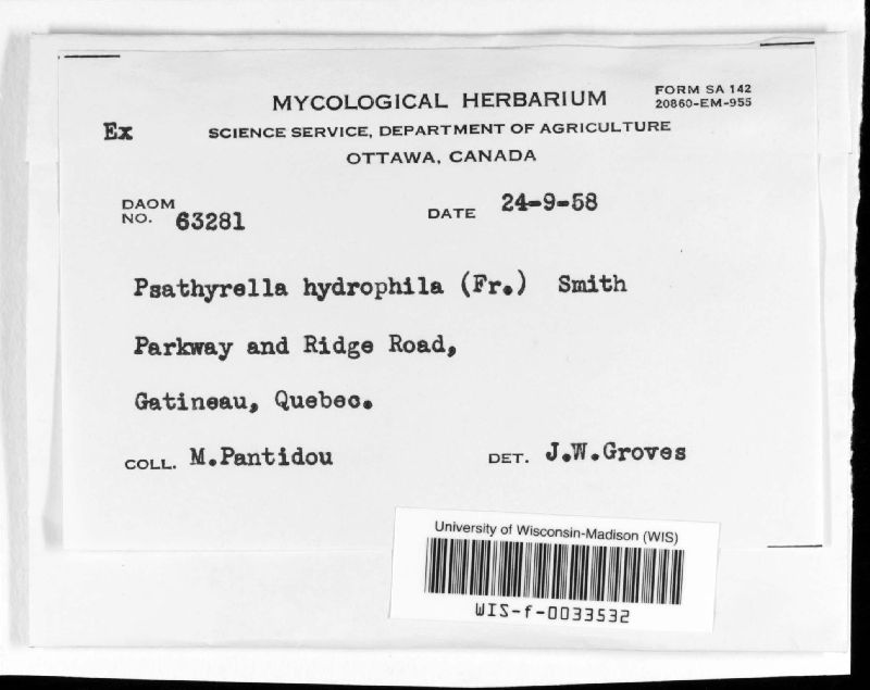 Psathyrella image