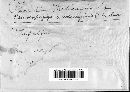 Image of Pseudopeziza medicaginis