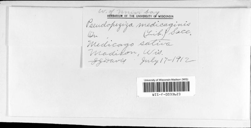 Pseudopeziza image