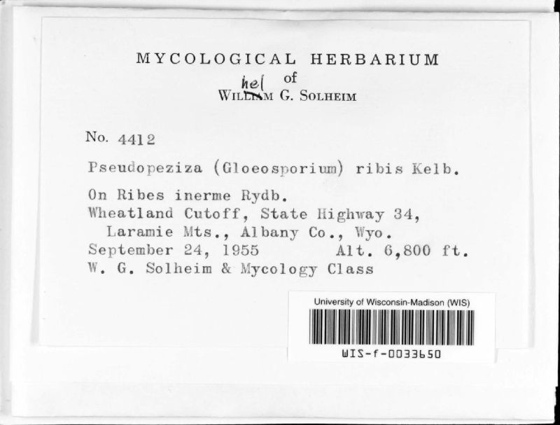 Pseudopeziza ribis image