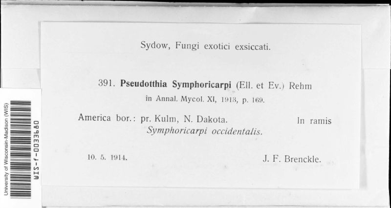 Pseudotthia image