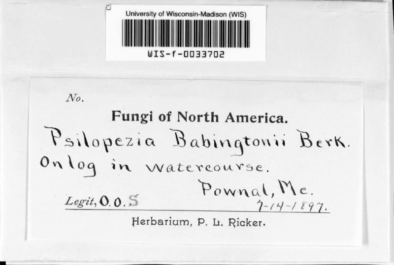 Psilopezia babingtonii image