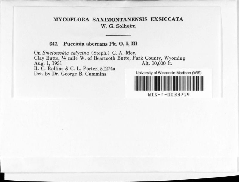 Puccinia aberrans image