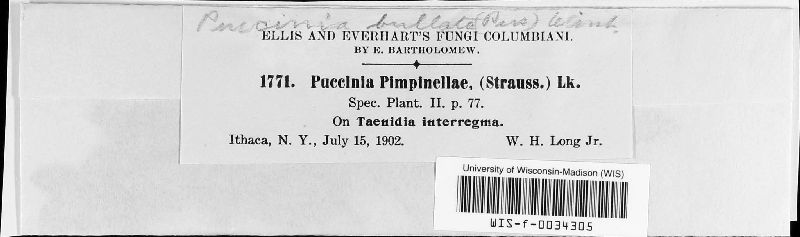 Puccinia angelicae image