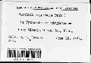 Puccinia angustata image