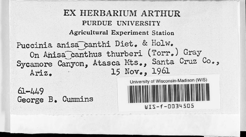 Puccinia anisacanthi image