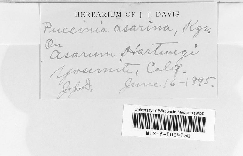 Puccinia asarina image