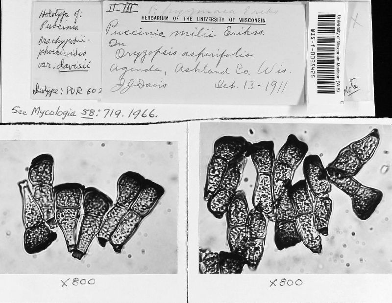 Puccinia brachypodii-phoenicoidis var. davisii image