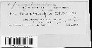 Puccinia caricina image