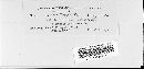 Puccinia caricina image