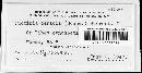 Puccinia caricina image